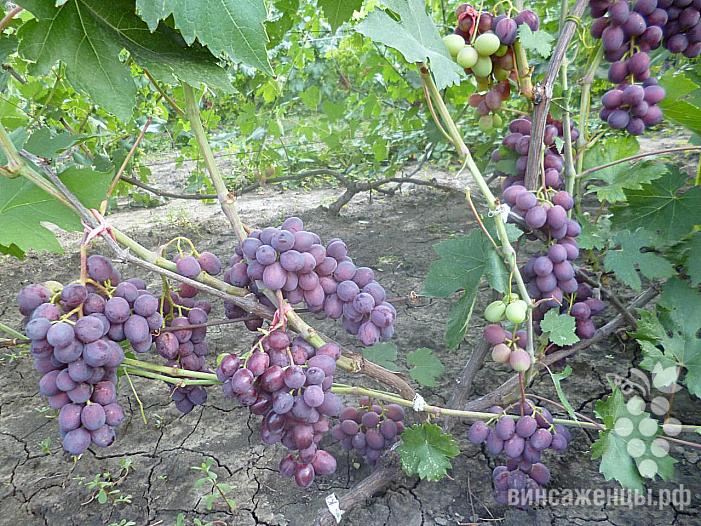 Находка виноградов