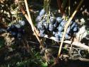 Очень ранний cорт винограда Орда от -Капелюшный В. У. фото id: 144189863