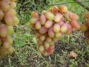 Очень ранний cорт винограда Николь от -Бурдак А. В. фото id: 1298950988