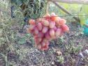 Очень ранний cорт винограда Николь от -Бурдак А. В. фото id: 713234003