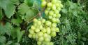 Ранний cорт винограда Анжур  от -Карпушев А.В. фото id: 601398339