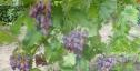 Очень ранний cорт винограда Акэло от -Гусев Сергей Эдуардович фото id: 167365465