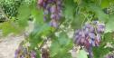 Очень ранний cорт винограда Акэло от -Гусев Сергей Эдуардович фото id: 1460202454
