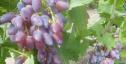 Очень ранний cорт винограда Акэло от -Гусев Сергей Эдуардович фото id: 257144018