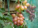 Ранний cорт винограда Амелия от -Карпушев А.В. фото id: 2032037751