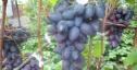 Очень ранний cорт винограда Арабела от -Гусев Сергей Эдуардович фото id: 1908457260