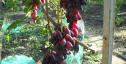 Ранний cорт винограда Ася от -Загорулько В. В. фото id: 1446145472