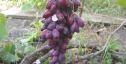 Ранний cорт винограда Ася от -Загорулько В. В. фото id: 335897649