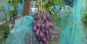 Ранний cорт винограда Ася от -Загорулько В. В. фото id: 261305736