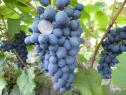 Очень ранний cорт винограда Кишмиш Аттика от Кишмиши фото id: 641071598
