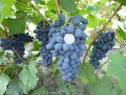 Очень ранний cорт винограда Кишмиш Аттика от Кишмиши фото id: 1756566123
