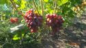 Ранний cорт винограда Авалон от -Литвинов Г. М. фото id: 422353860