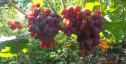 Ранний cорт винограда Авалон от -Литвинов Г. М. фото id: 1630797888