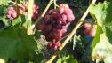 Ранний cорт винограда Авалон от -Литвинов Г. М. фото id: 906154886