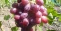 Ранний cорт винограда Авалон от -Литвинов Г. М. фото id: 1146895909