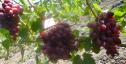 Ранний cорт винограда Авалон от -Литвинов Г. М. фото id: 1853794748