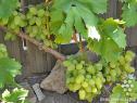 Очень ранний cорт винограда Бажена от Загорулько В. В. фото id: 1194576673