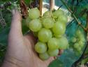 Ранний cорт винограда Барс (B-2-5) от -Павловский Е. Г. фото id: 1866719675