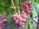 Ранний cорт винограда Богема от -Загорулько В. В. фото id: 285207858