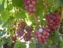 Ранний cорт винограда Богема от -Загорулько В. В. фото id: 1164784076
