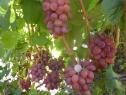 Ранний cорт винограда Богема от -Загорулько В. В. фото id: 1404740573