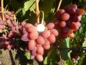 Ранний cорт винограда Богема от -Загорулько В. В. фото id: 1940866832
