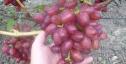 Ранний cорт винограда Богема от -Загорулько В. В. фото id: 1915207451