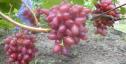 Ранний cорт винограда Богема от -Загорулько В. В. фото id: 856005730