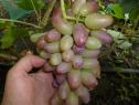 Раннесредний cорт винограда Бьютифул Фингерс от -Япония Китай фото id: 1757833131
