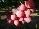 Раннесредний cорт винограда  Анюта от -Крайнов В. Н. фото id: 364112995
