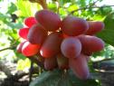 Очень ранний cорт винограда  Юлиан от -Капелюшный В. У. фото id: 29605999