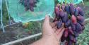 Ранний cорт винограда Ася от -Загорулько В. В. фото id: 874212038