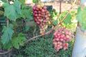 Раннесредний cорт винограда Дашуня от -Вишневецкий фото id: 1926483972