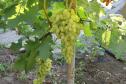Ранний cорт винограда Кишмиш Столетие от -Кишмиши фото id: 7283216