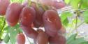 Ранний cорт винограда Эллис от -Карпушев А.В. фото id: 524258166