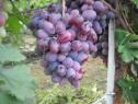 Раннесредний cорт винограда  Фавор от -Крайнов В. Н. фото id: 1973650176