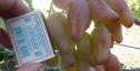 Раннесредний cорт винограда Фламенко от -Карпушев А.В. фото id: 1500343610