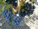 Ранний cорт винограда Фурор от -Капелюшный В. У. фото id: 1173707838