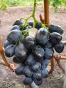 Ранний cорт винограда Фурор от -Капелюшный В. У. фото id: 740185611