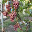 Ранний cорт винограда  Гелиос от -Крайнов В. Н. фото id: 822762671