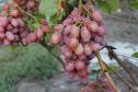 Ранний cорт винограда  Гелиос от -Крайнов В. Н. фото id: 153826780