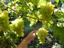 Очень ранний cорт винограда Голд Фингер от -Япония Китай фото id: 1043024719