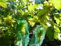 Очень ранний cорт винограда Голд Фингер от -Япония Китай фото id: 385677456