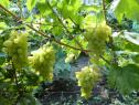 Очень ранний cорт винограда Голд Фингер от -Япония Китай фото id: 260841573