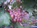 Очень ранний cорт винограда Хамелеон от -Вишневецкий фото id: 2137353936