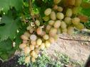 Очень ранний cорт винограда Хамелеон от -Вишневецкий фото id: 1297935869