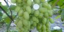 Ранний cорт винограда Иллария от -Загорулько В. В. фото id: 356019376