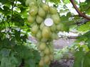 Ранний cорт винограда Иллария от -Загорулько В. В. фото id: 100010712