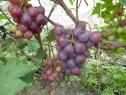 Очень ранний cорт винограда Тюльпан от -Павловский Е. Г. фото id: 899590438
