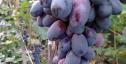 Очень ранний cорт винограда Блюз от -Столовые сорта и ГФ фото id: 2119093279
